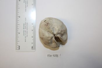 Media type: image;   Invertebrate Zoology ECH-7255 Description: Preserved specimen.;